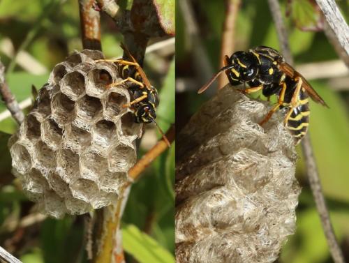 Polistes nimpha
